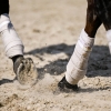 Belmont Derby At Belmont Park | Free Horse Racing Picks