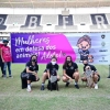 Brasileiro Feminino: Botafogo e São José participam de campanha para incentivar a adoção de animais